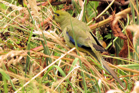 Blue-winged Parrot (Neophema chrysostoma)